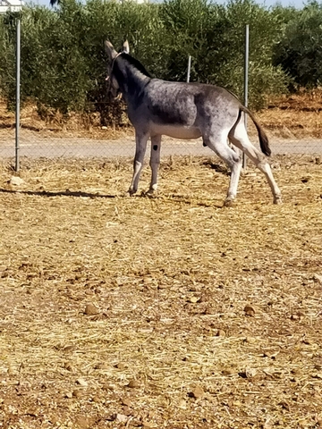 MIL ANUNCIOS COM Burro Para Montas Segunda Mano Y Anuncios