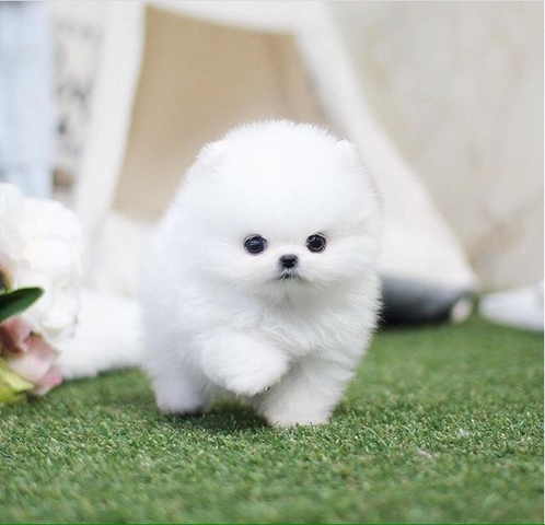 Resultado de imagen para perro pomerania blanco bebe"