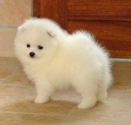 Adorable Pomerania Toy Blanco