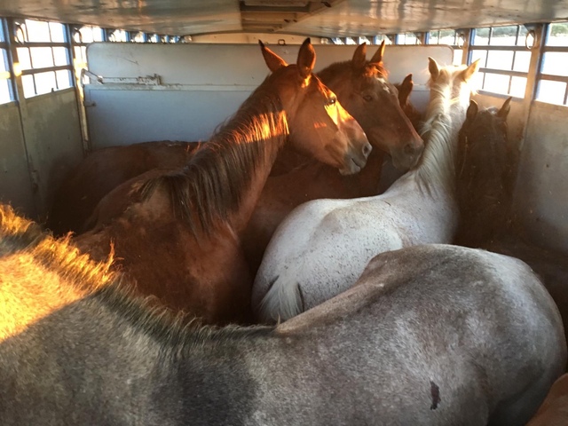 Mil Anuncios Com Matadero Compra Venta De Caballos Matadero Anuncios Con Fotos De Caballos Comprar Un Caballo Todas Las Razas De Caballos