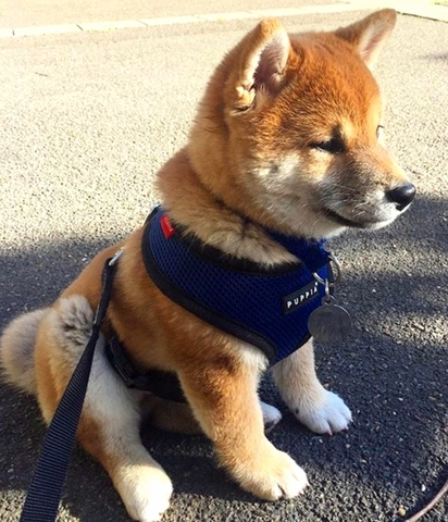 Shiba Inu Adopt Dogs Puppies Locally In Canada Kijiji