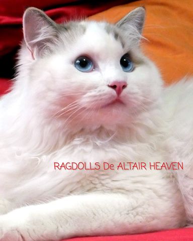 ragdoll milanuncios