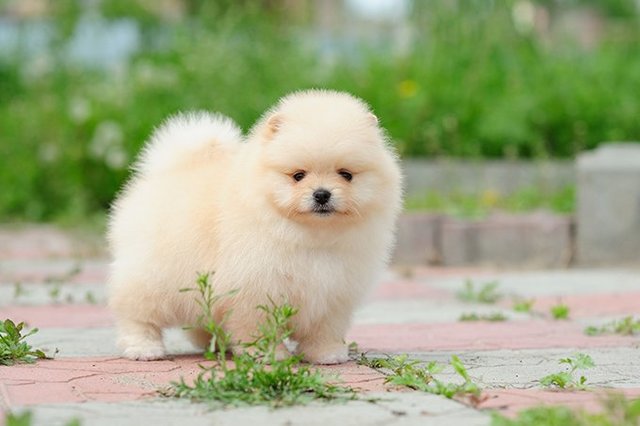 MIL ANUNCIOS.COM - Pomerania lulú mini