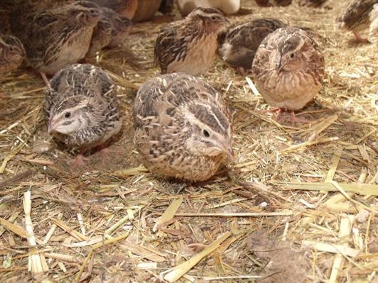 Mil Anuncios Com Codornices Compra Venta De Pajaros Codornices En Lugo Anuncios Con Fotos De Pajaros Comprar Un Pajaro Todas Las Razas De Pajaros