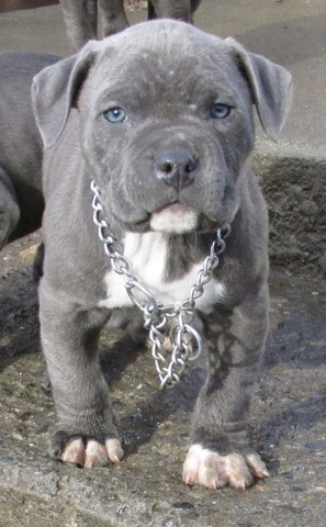Pitbull blue precio