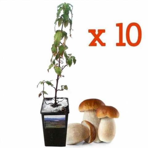 cultivo de setas shiitake en alpacas