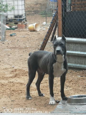 Mil Anuncioscom Cane Corso Compra Venta De Perros Cane