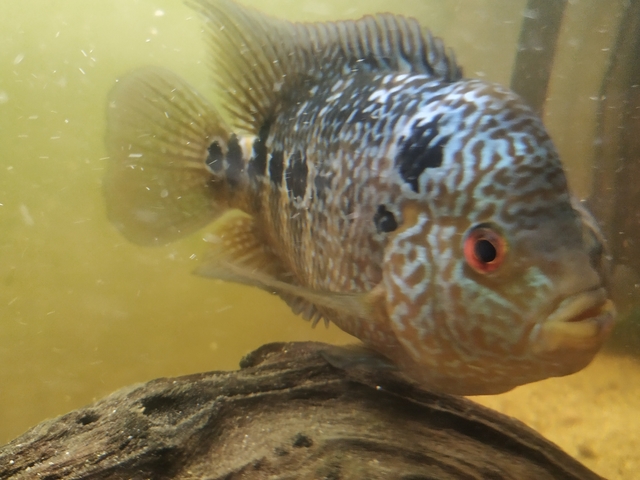 peces de acuario carnivoros