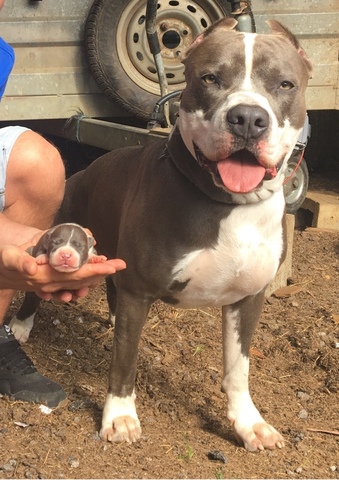 Mil Anuncios Com Pitbull Blue Nose Compra Venta De Perros Pitbull Blue Nose Regalo De Cachorros Mil Anuncios Com Pitbull Blue Nose Compra Venta De Perros Pitbull Blue Nose Regalo De Cachorros