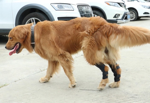 piedras para perros y prostatitis en venta