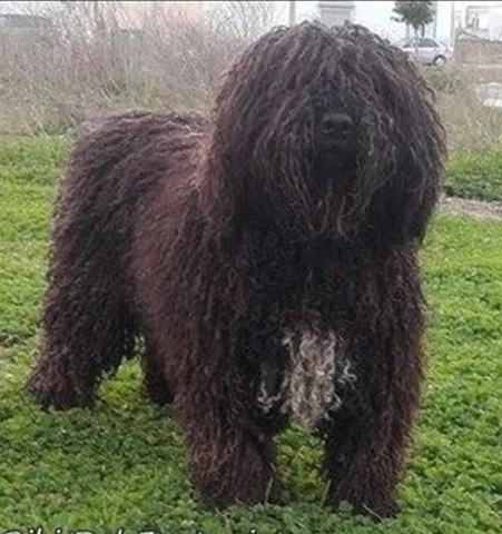 Mil Anuncios Com Perro De Agua Español