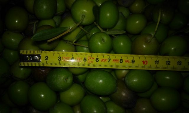 Donde Comprar Aceitunas Crudas En Madrid