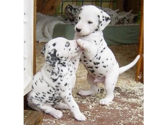 Mil Anuncios Com Compra Venta De Dalmatas En Murcia Anuncios Con Fotos De Dalmatas En Murcia Perros Dalmata En Murcia