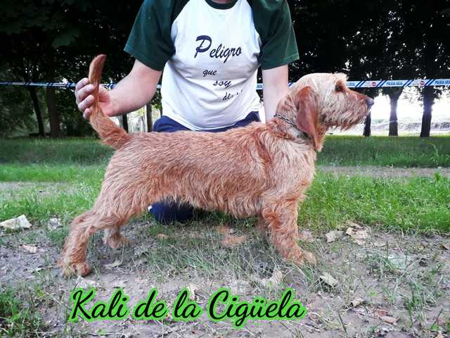 MIL Basset leonado de Bretaña