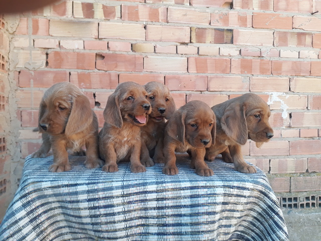 MIL Basset leonado de Bretaña