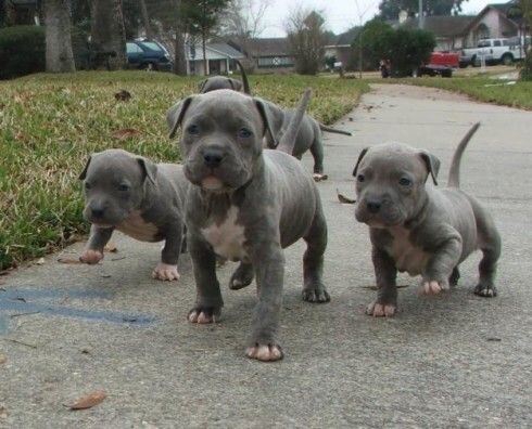 Mil Anuncios Com Cachorros American Stanford Y Pitbull Compra Venta De Perros Cachorros American Stanford Y Pitbull Regalo De Cachorros