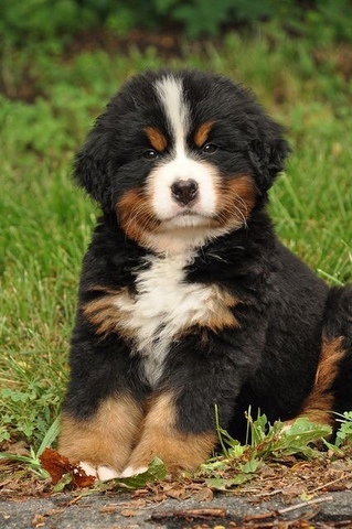 bernese boyero berna berner cachorros bernois bouvier bouviers sennenhund bernesemountaindog ritsema danielle prez nuttede gemt dogsser