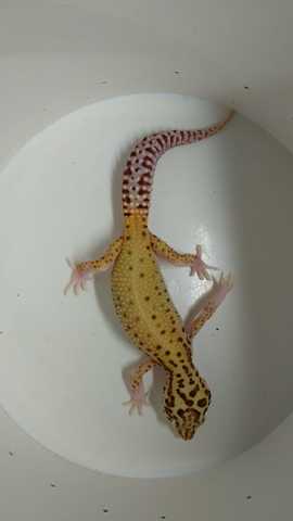 remedios naturales para la erección de reptiles