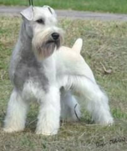 MIL ANUNCIOS.COM - Schnauzer blancos y negro plata