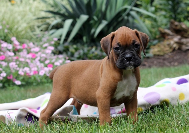 miniature boxer puppies for sale in pa