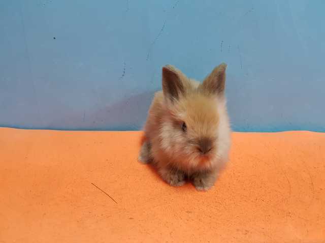 Mil Anuncios Com Conejos Angora Ingles Mini