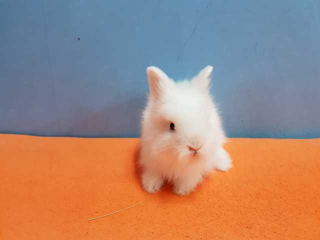 Mil Anuncios Com Conejos Angora Ingles Mini