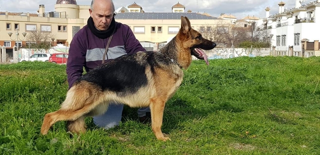 Toon Onderwerp Kruising Mechels Duits Wit Honden Forum Dog Crossbreeds Mutt Dog English Shepherd