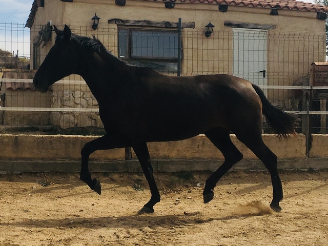l 8 cm personaje dentro del juego caballo caballo de deporte Schleich Horse Club andaluces potros
