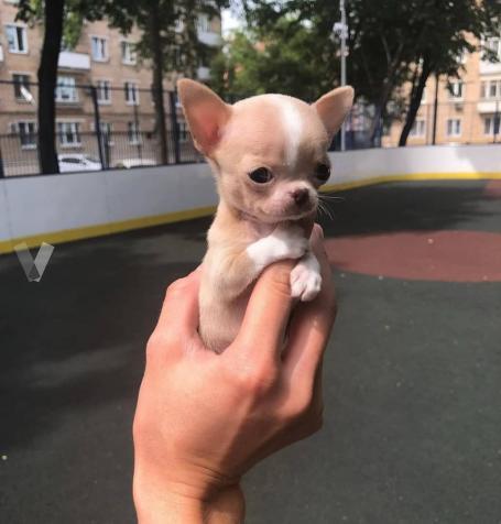 chihuahua mini toy olx