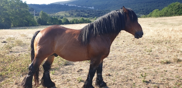 MIL Caballo burguete