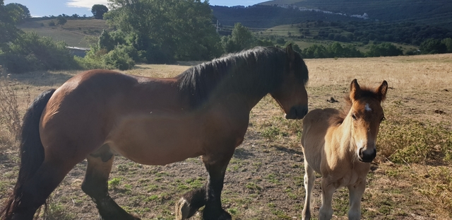 MIL Caballo burguete