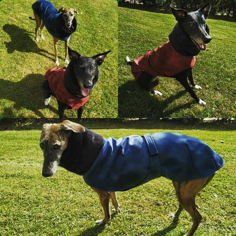 MIL ANUNCIOS.COM Abrigos para galgos Segunda mano y MIL ANUNCIOS.COM Abrigos para perros Segunda mano y