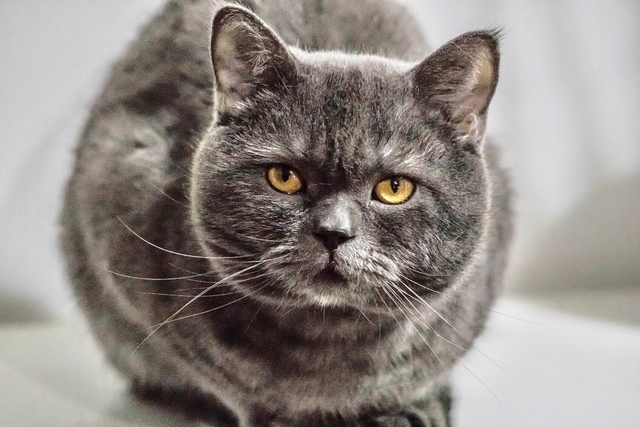 Mil Anuncios Com British Shorthair Blue Busca Novia