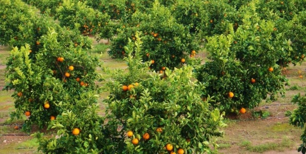 MIL Alquilo Campos de Naranjos en Betera