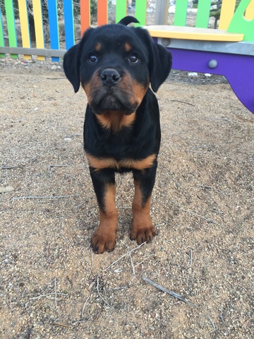 cachorros excelentes rottweiler