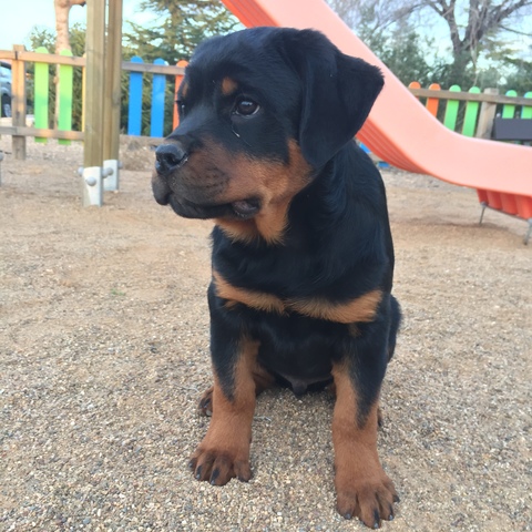 excelentes rottweiler cachorros