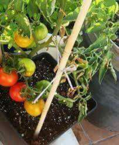 Mil Anuncios Com Plantel Tomates Segunda Mano Y Anuncios Clasificados Mil Anuncios Com Plantel Tomates Segunda Mano Y Anuncios Clasificados