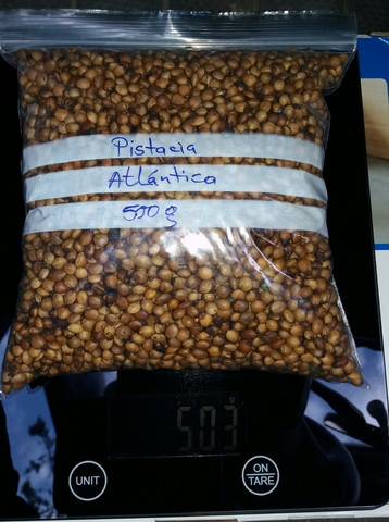 Cornicabra 500 Seeds Pistacia Terebinthus
