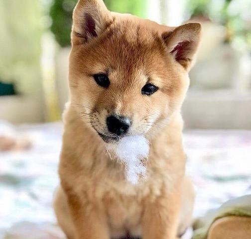 Mil Anuncioscom Shiba Inu Compra Venta De Perros Shiba