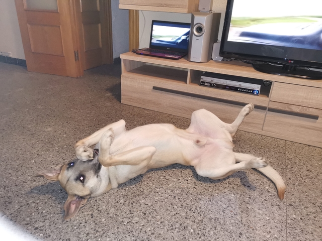 Se Regala Caballo Por No Poder Atender