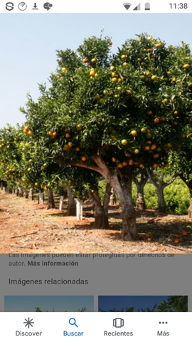 MIL ANUNCIOS.COM Se compra naranja para zumo MIL ANUNCIOS.COM Anuncios de compra de naranjas para zumo
