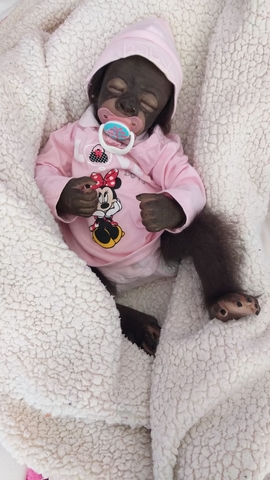 monos reborn precio