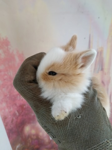 Mil Anuncios Com Belier Mini Lop Compra Venta De Conejos Belier Mini Lop Anuncios Con Fotos De Conejos Comprar Un Conejo Todas Las Razas De Conejos