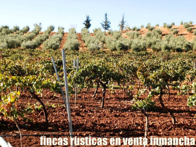 MIL ANUNCIOS.COM - Finca rustica en venta ganadera cercada ...