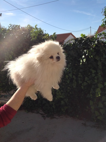 Adorable Pomerania Blanco