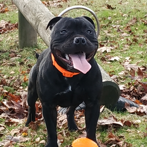 Mil Anuncios Com Monta Staffy Segunda Mano Y Anuncios Clasificados