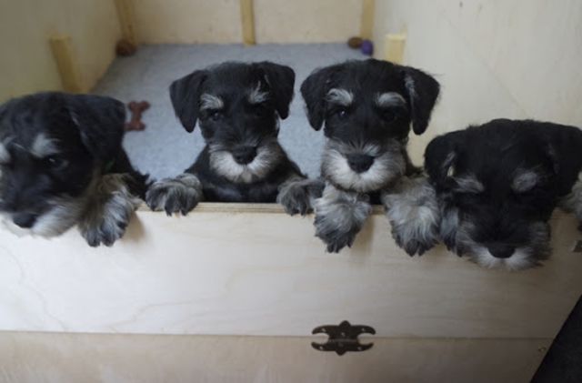 Cuanto Cuesta Enviar Un Perro Por Mrw