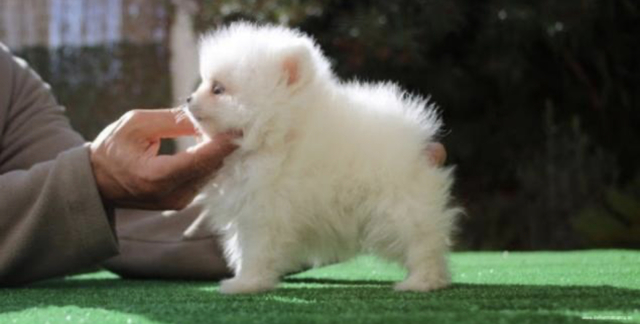 Adorable Perro Pomerania Blanco Con Negro