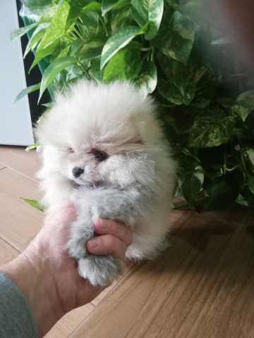 Adorable Pomerania Toy Blanco Precio