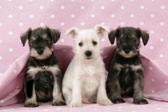 Cuanto Cuesta Enviar Un Perro Por Mrw